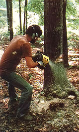 
Now our logger moves to the escape-route side of the trunk and works the felling cut in with a McCulloch 610 until the "spine" is too weak to support the tree. Timber!  
